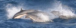 Hough Delfini