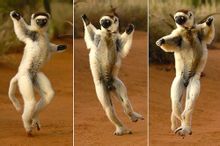 Lemur Branch