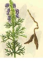 Artemisia Neve