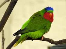 Crown Blue Lory