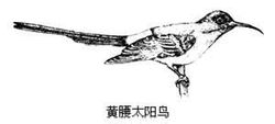 Sunbirds sono