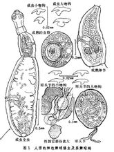 Genus Echinococcus