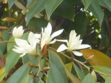Floribunda