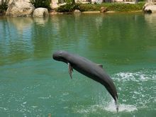 Delfino naso corto