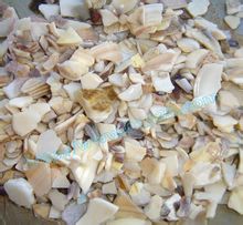 Conchiglia di mare