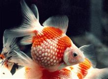 Pearl Rosso