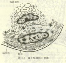 Mucocutanea