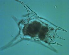Calyciflorus rotiferi