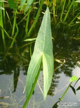 Mongolia Potamogeton