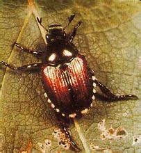 Beetle giapponese