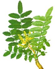 Estratto di Boswellia