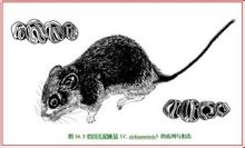 Sichuan capelli coda ghiro