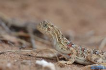 Frontalis
