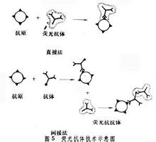Tecnica di immunofluorescenza