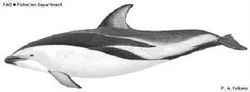 Delfini Dusky