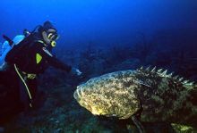 Pacifico orientale scorfano