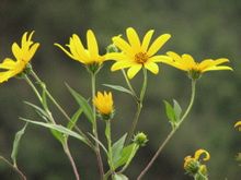 Fiori di campo