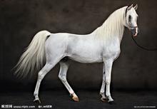 Kirin parola piastra costola