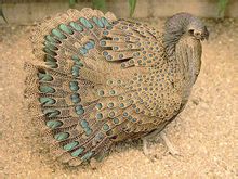 Grigio Peacock Fagiano