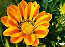 Gazania ibridi