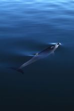 Glabro delfini dal becco