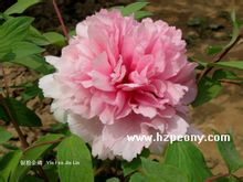 Argento Jinlin
