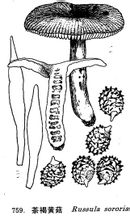 Fungo giallo Chahe