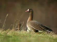 Oca lombardella