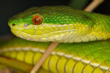 Greenwood serpente