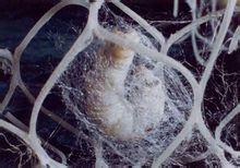 Cocooning