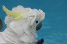 Dagli occhi azzurri Cockatoo