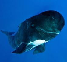 Whale