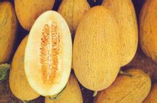 Cantalupo