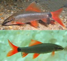Shall labbra di pesce