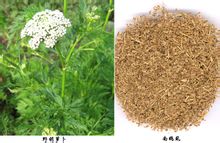 Daucus