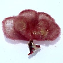 Cruentum