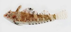 Lungo indietro corsia Blenniidae