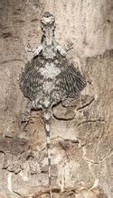 Spotted flying lizard