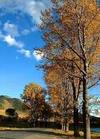 Alberi: alberi su entrambi i lati della strada