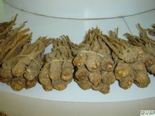 Estratto di Angelica