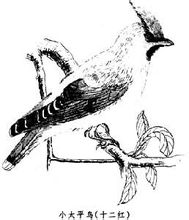 Waxwing è