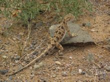 Sabbia scolorita lucertola