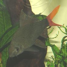 Colore angolo di pesce