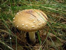 Amanita leopardo