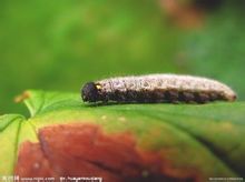 Fuluo Bo caterpillar