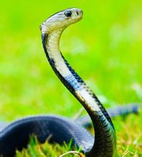 Bangladesh Cobra