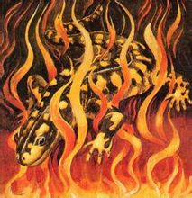 Salamander: il mago mitico