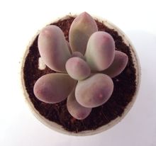 Peach Bellezza