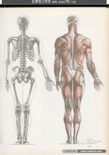 Struttura del corpo