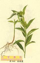 Lysimachia